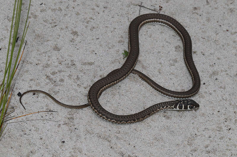 Image of Cape Sand Snake