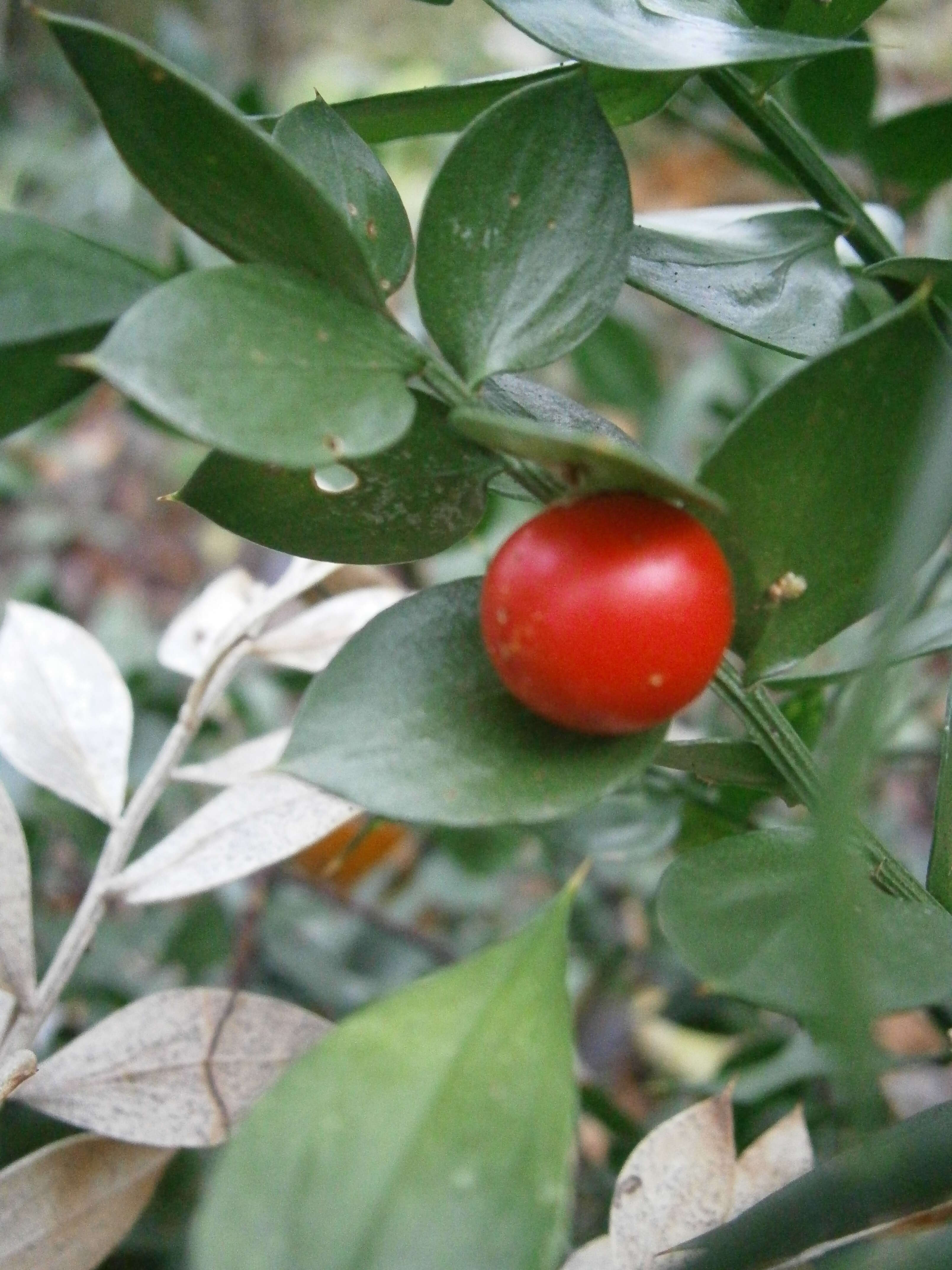 Imagem de Ruscus aculeatus L.