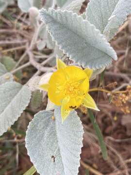 Image of Corchorus walcottii F. Müll.