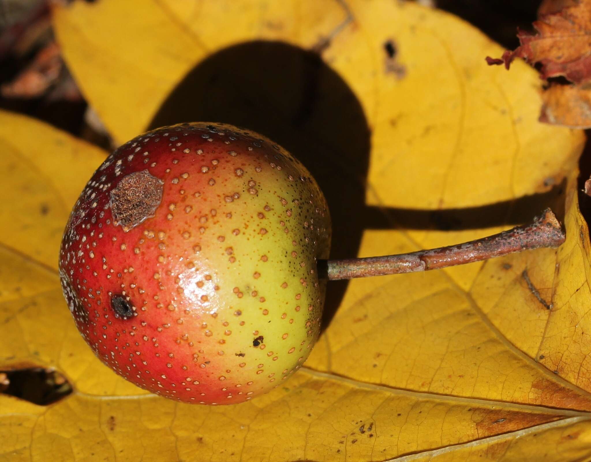 Plancia ëd Docyniopsis tschonoskii (Maxim.) Koidz.