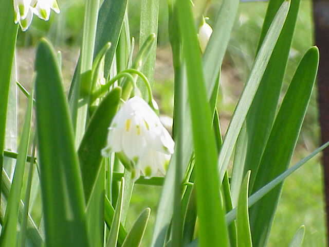 Image of Loddon lily