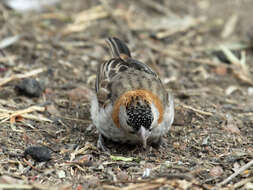 Image of Speckle-fronted Weaver