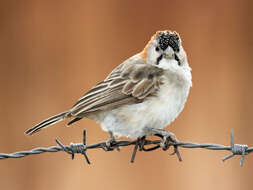 Image of Speckle-fronted Weaver