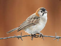 Image of Speckle-fronted Weaver