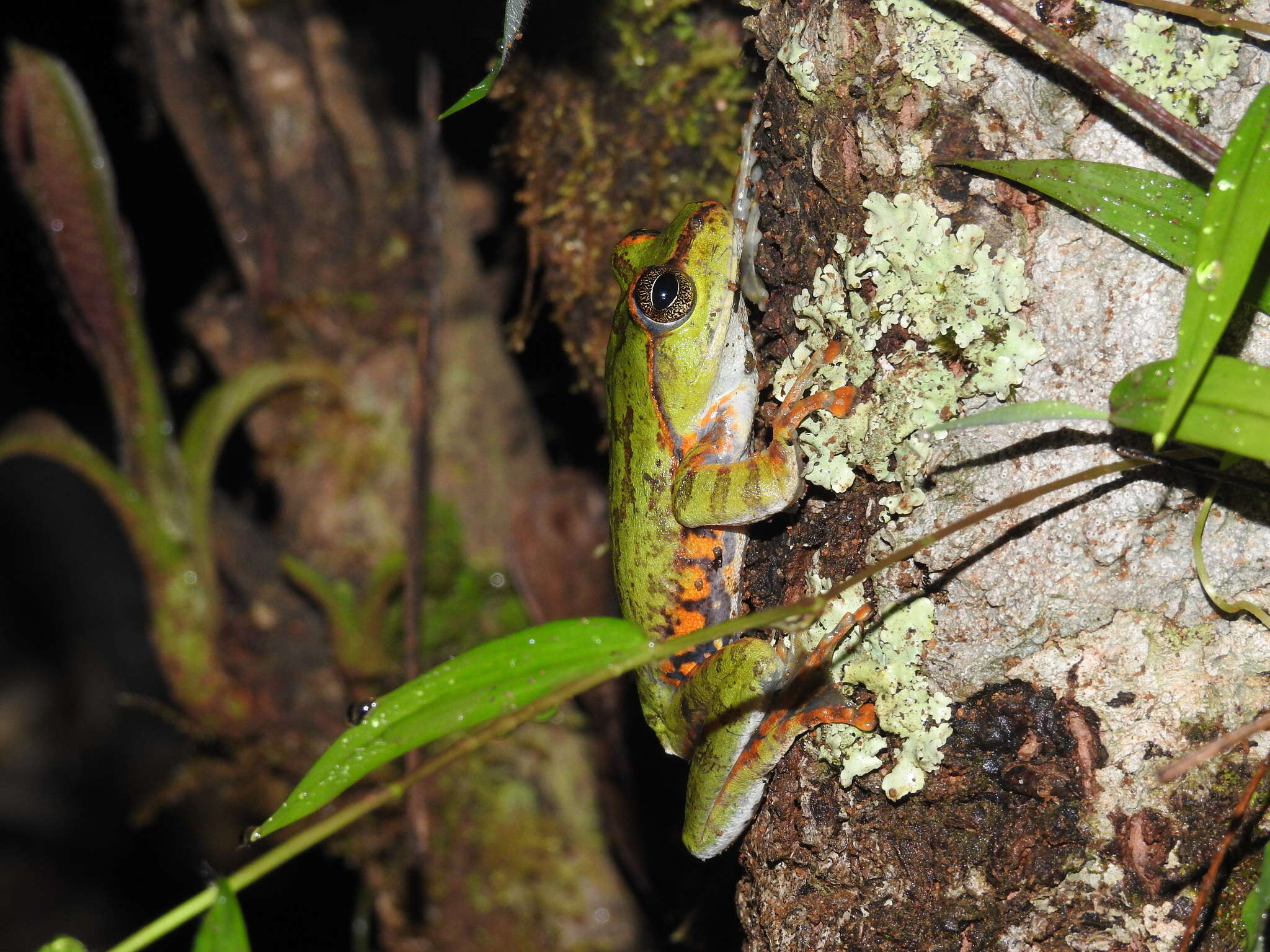 Image of Green tree frog