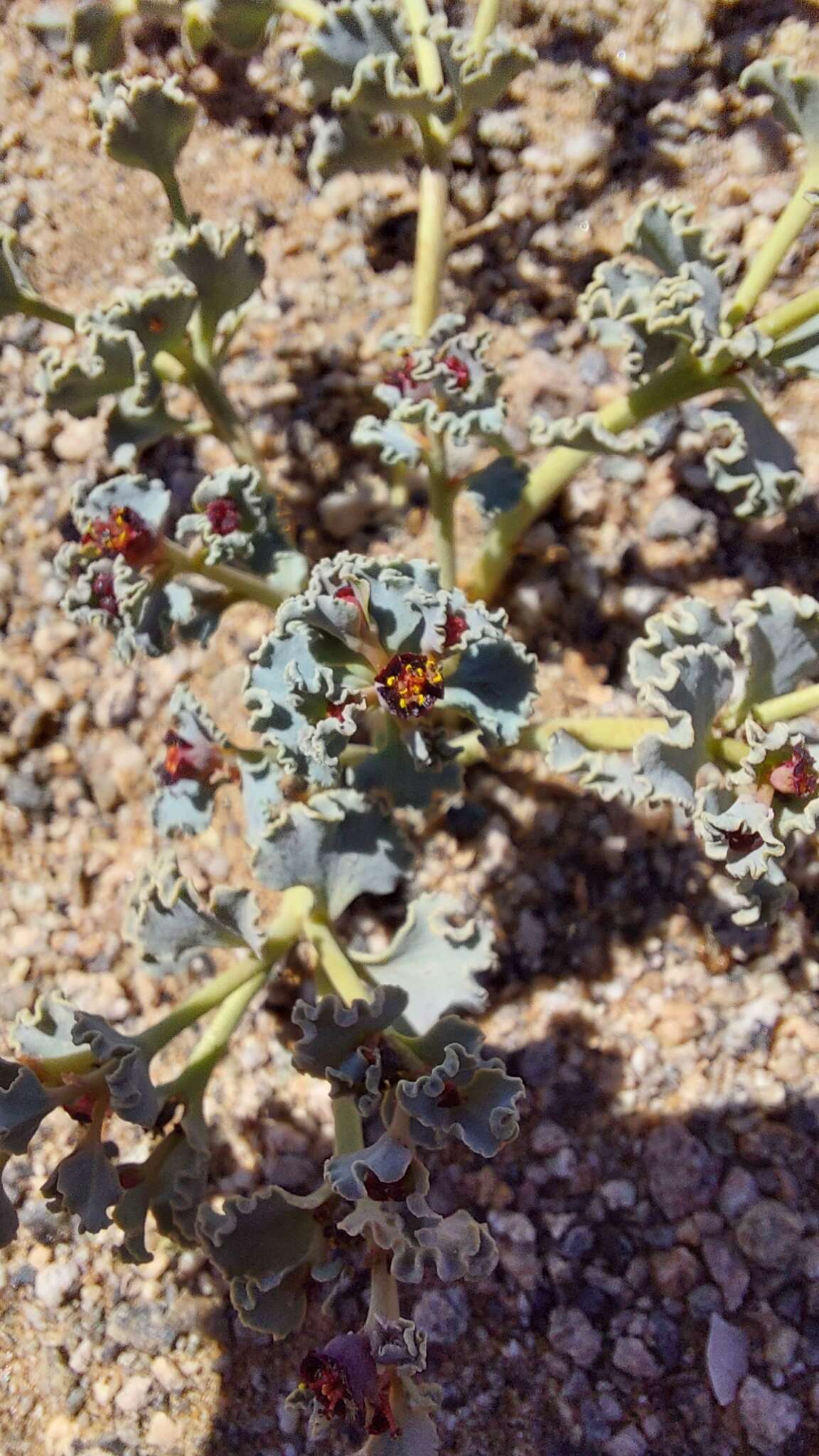 Sivun Euphorbia copiapina Phil. kuva