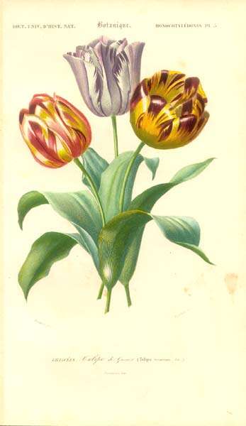 Image of Didier's tulip