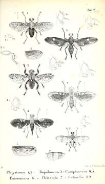 Image of ropalomerid flies