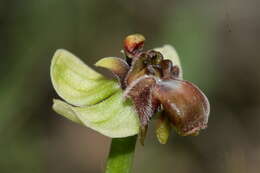 Image of Bumblebee orchid