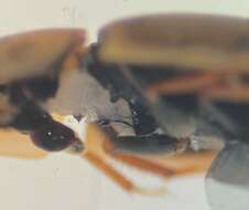 Enochrus (Methydrus) pygmaeus nebulosus (Say 1824) resmi