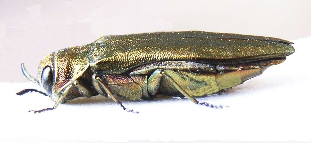 Imagem de Agrilus viridis (Linnaeus 1758)