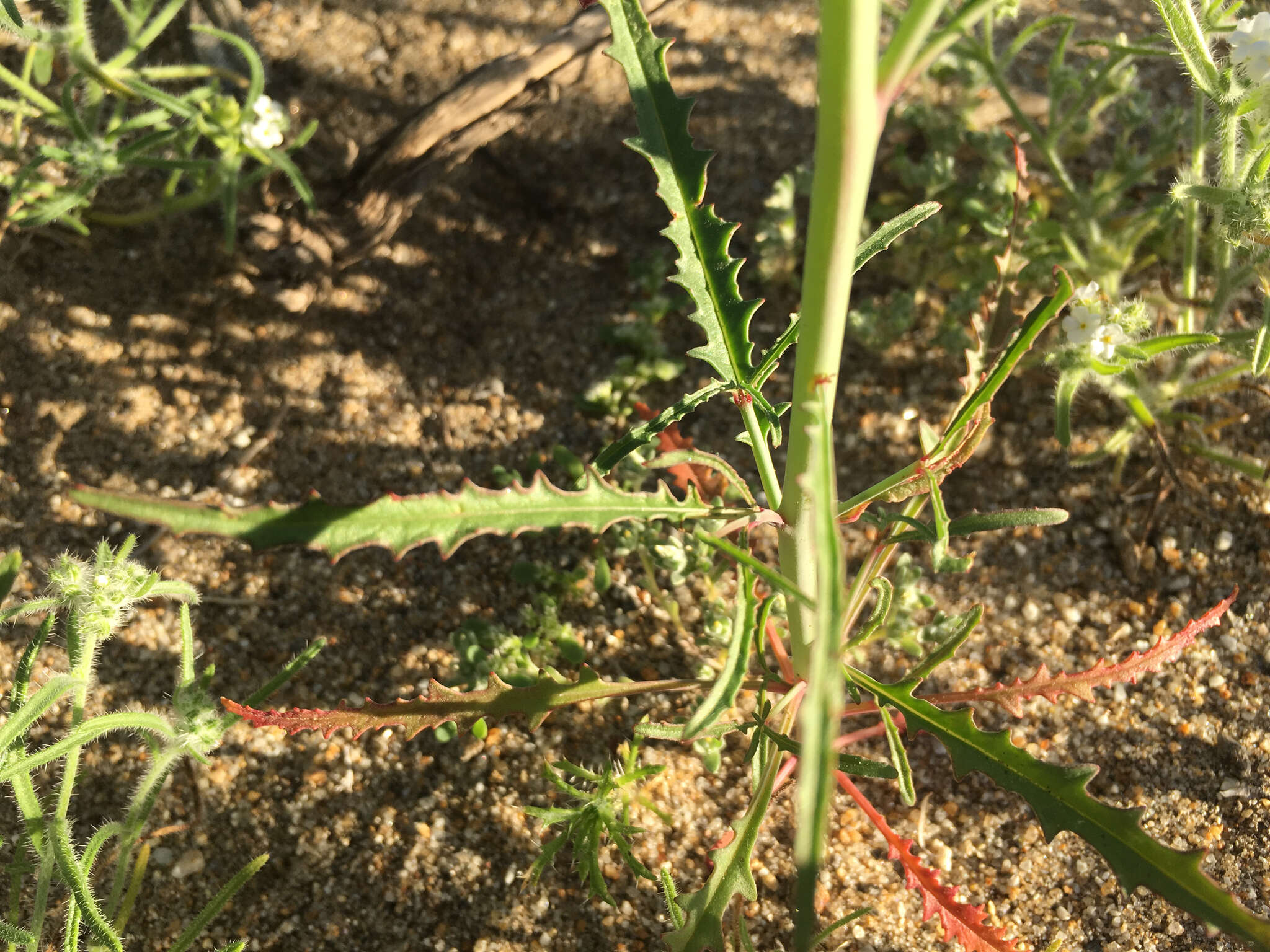 Image of California suncup