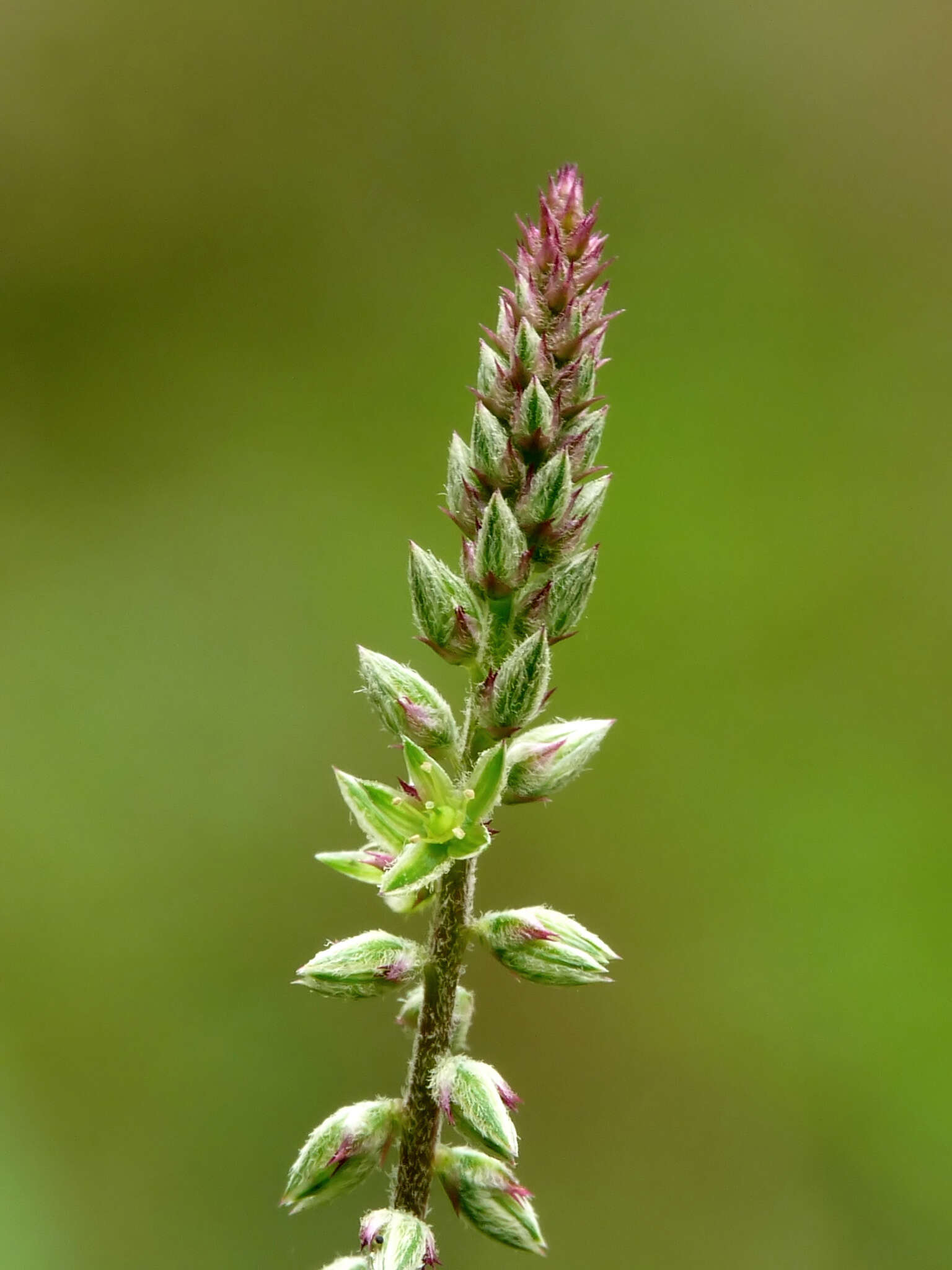 Image of Chaff-flower