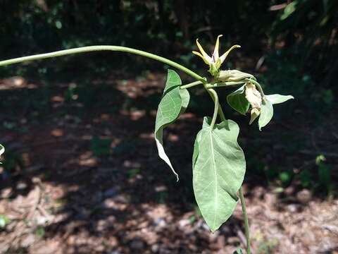 Image of Oxypetalum appendiculatum Mart.