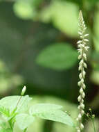 Image of Chaff-flower