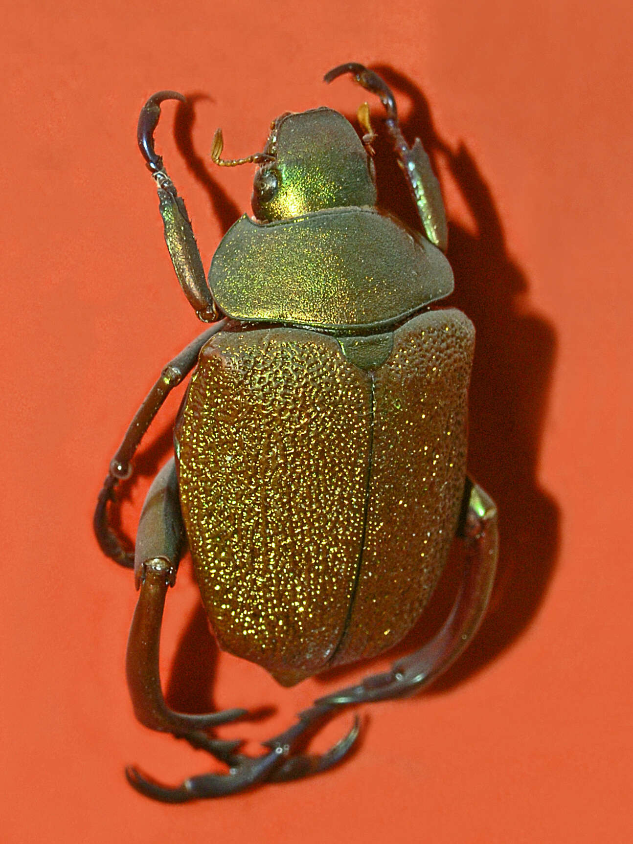 Imagem de Chrysophora chrysochlora (Latreille 1812)