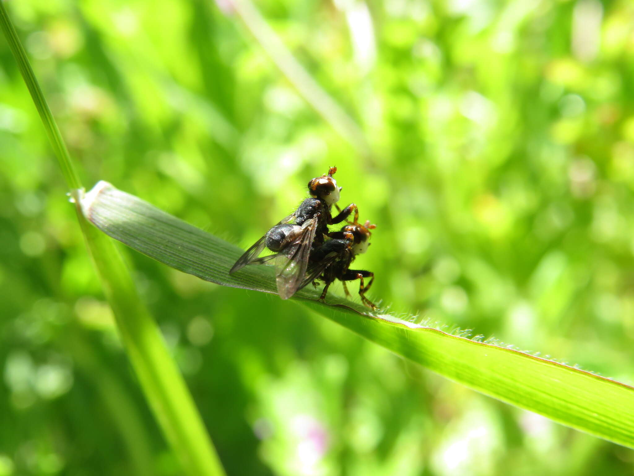 Image of Myopa mixta Frey 1958