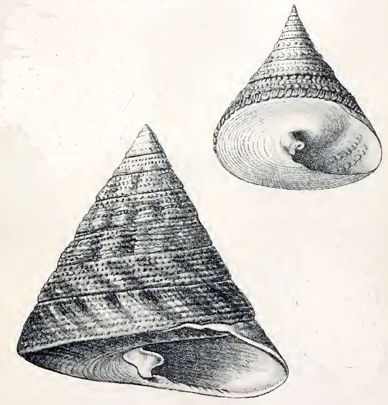 Image of pyramid top