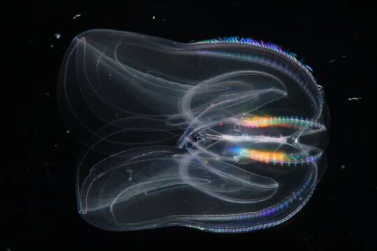 Image of comb jelly