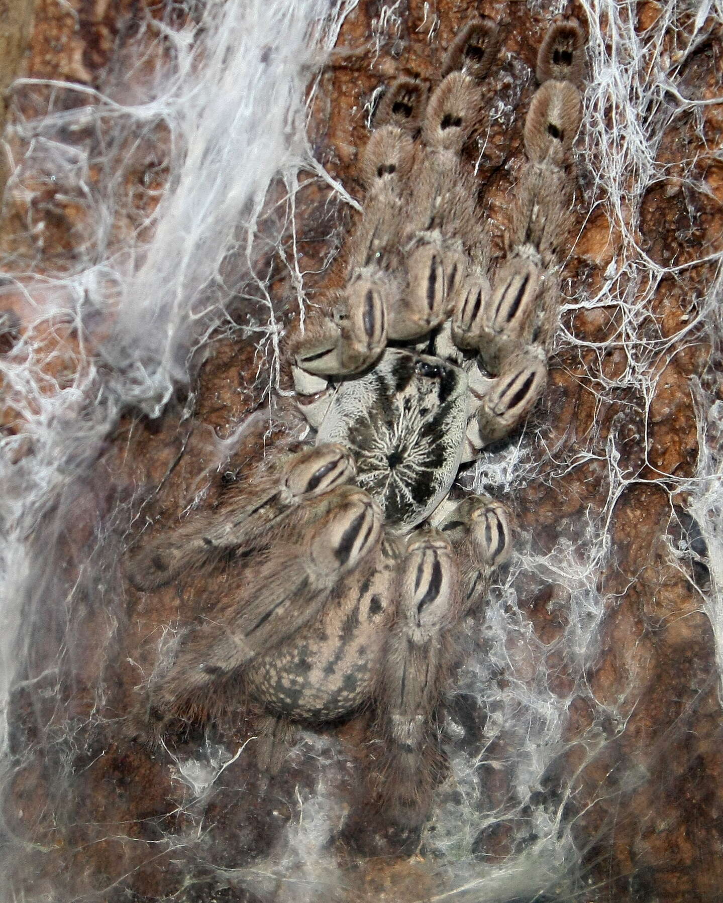 Image of Ornamental Baboon Tarantula