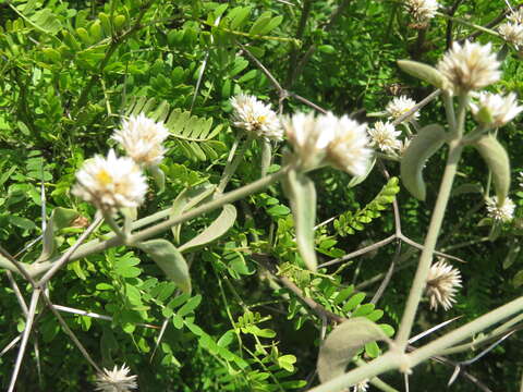 Imagem de Alternanthera halimifolia (Lam.) Standl. ex Pittier