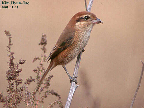 Image of Bull-headed Shrike