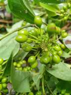 Image of Australian pepper