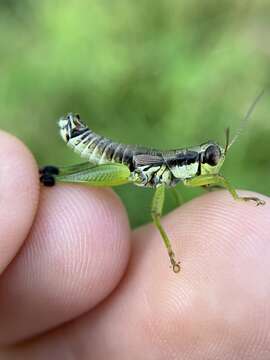 Слика од Melanoplus gracilis (Bruner & L. 1876)