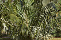 Image of Bolivian mountain coconut