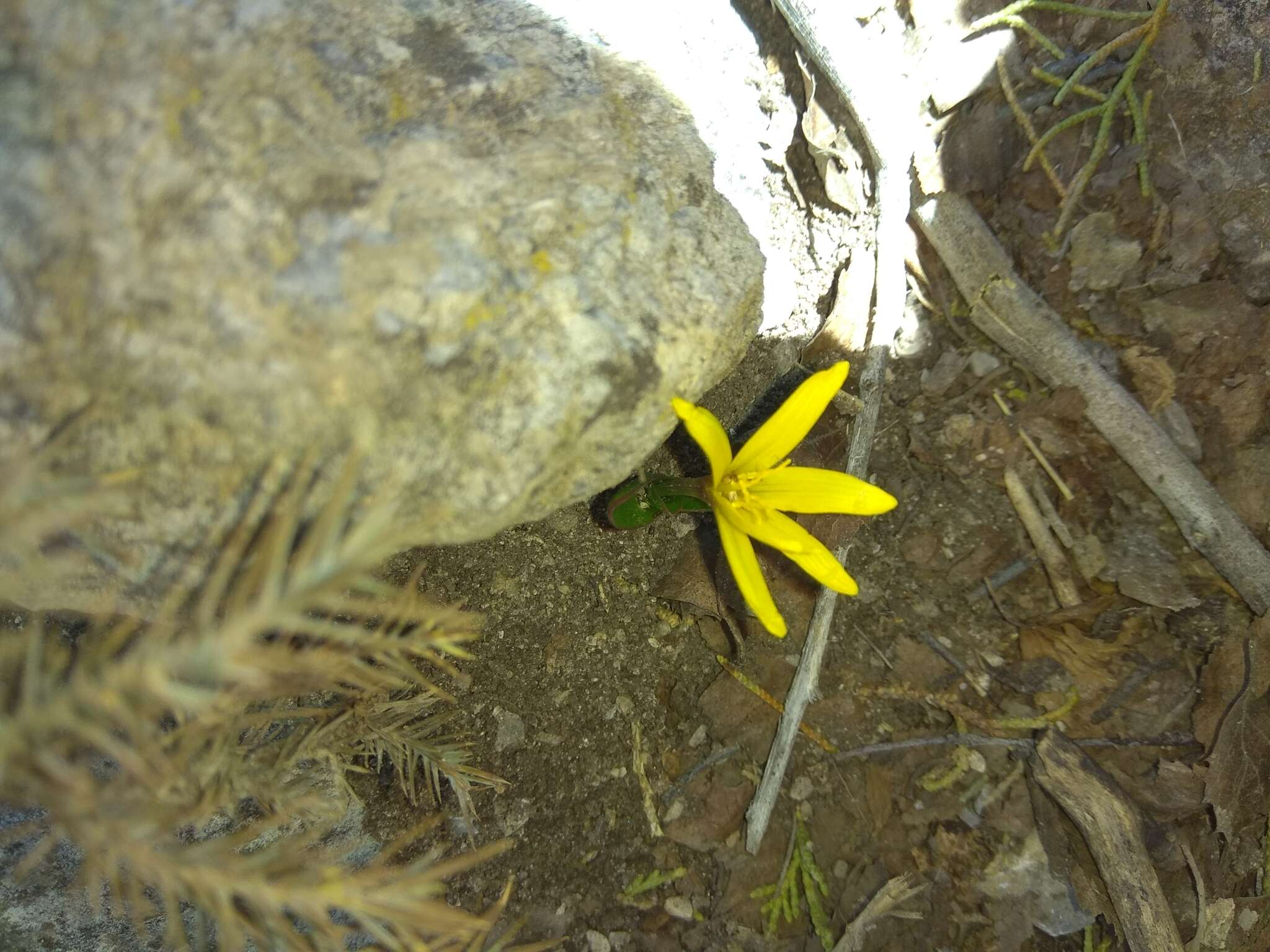 Image of Colchicum luteum Baker