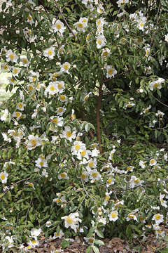 Image of camellia