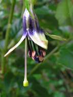 Image of New Zealand fuchsia