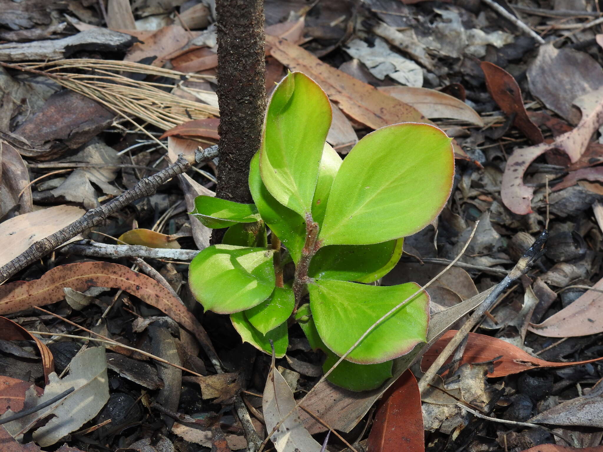 Image of Persoonia cornifolia A. Cunn. ex R. Br.