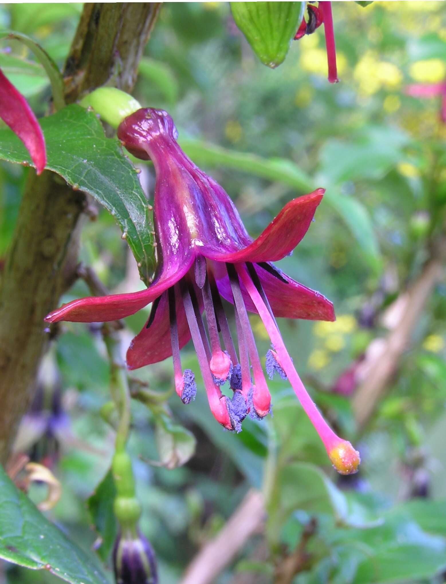 Imagem de Fuchsia excorticata (J. R. & G. Forst.) L. fil.