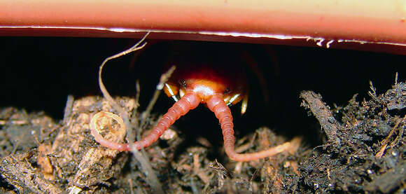 Image of Common Desert Centipede