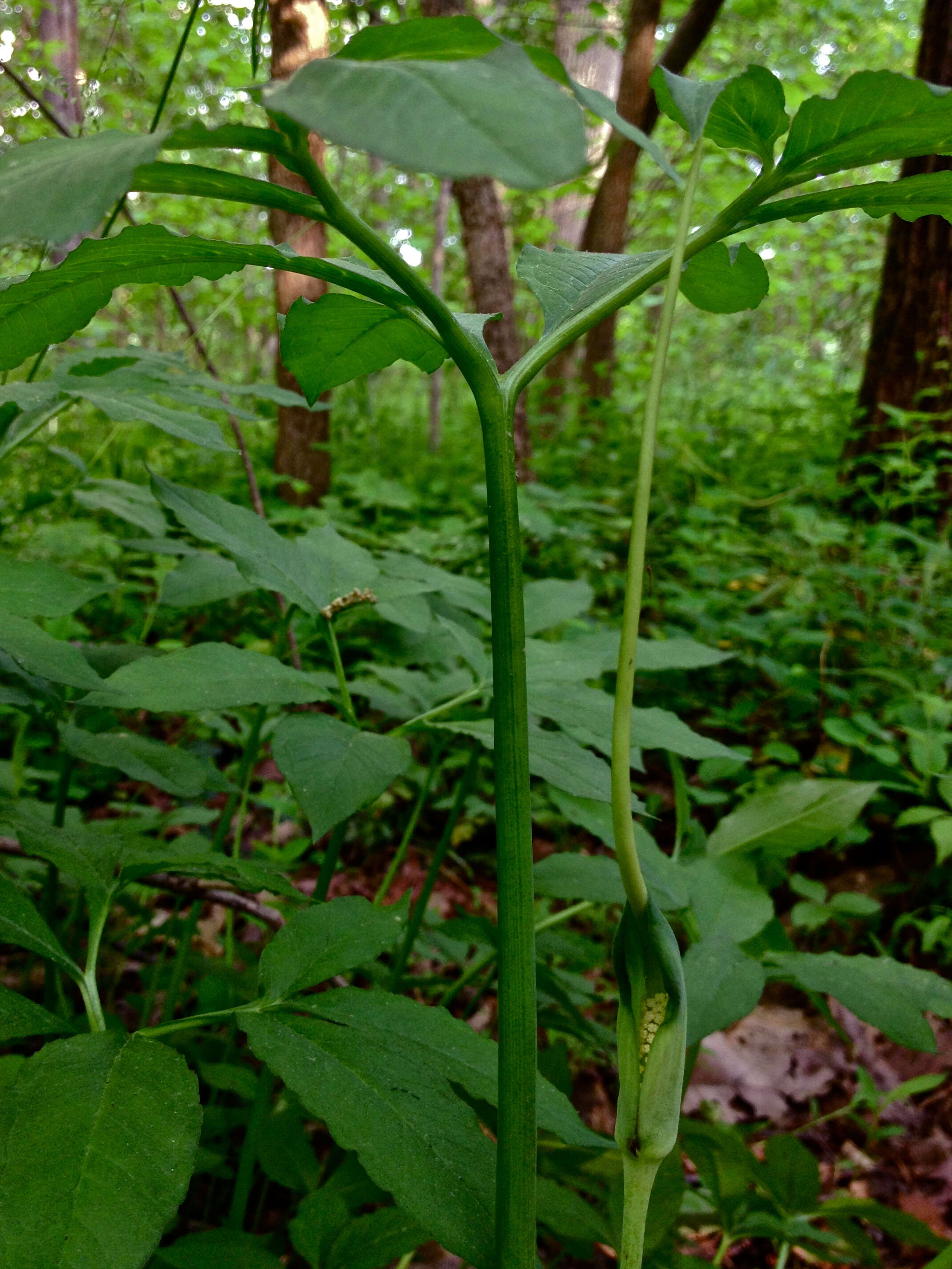 Image of green dragon