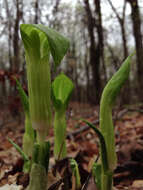 Слика од Arisaema triphyllum (L.) Schott