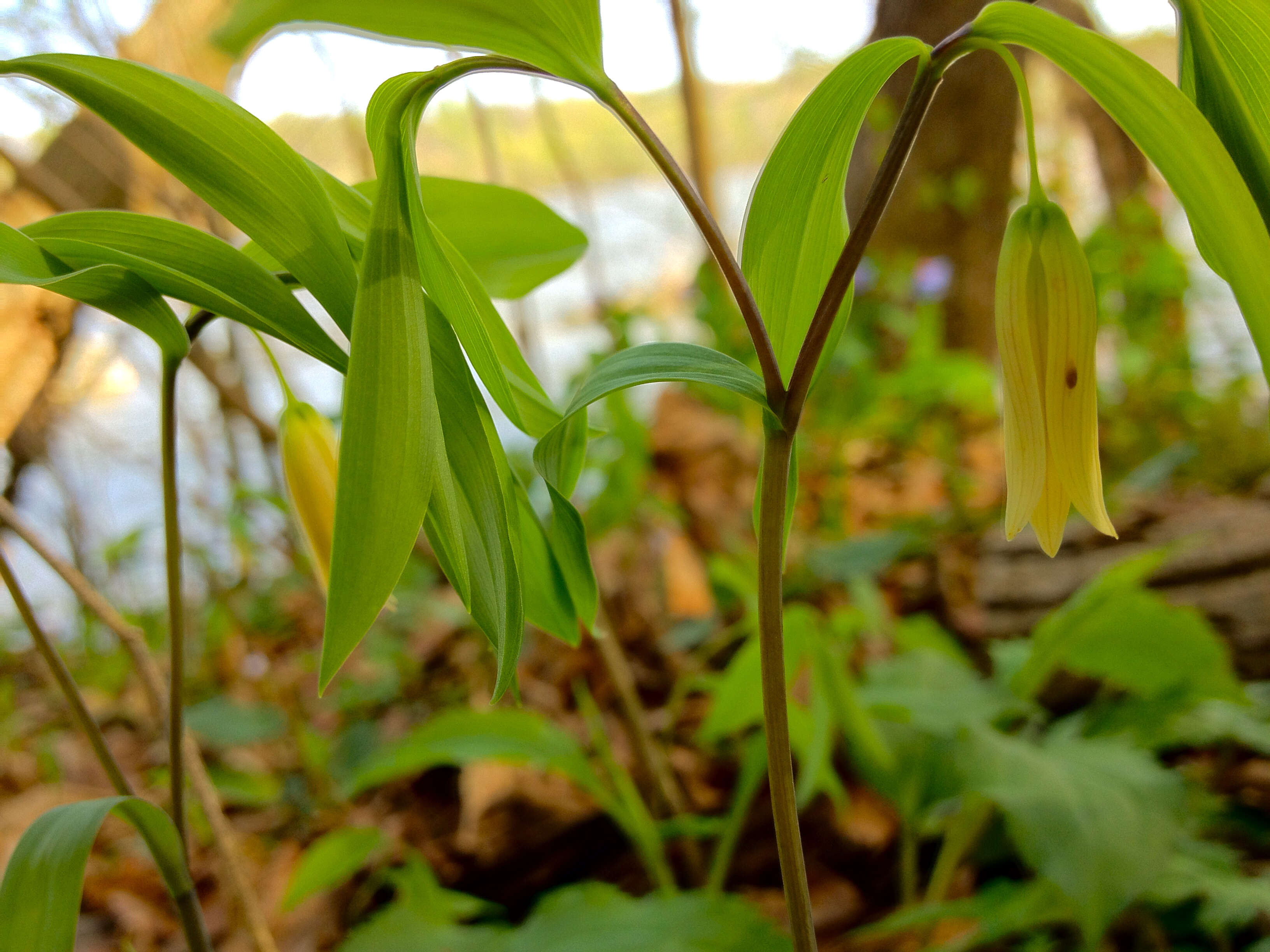 Image of sessileleaf bellwort