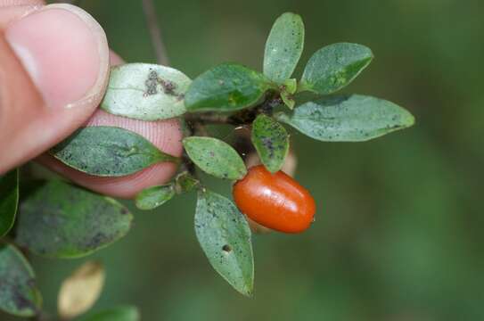 Image of Coprosma foetidissima J. R. Forst. & G. Forst.