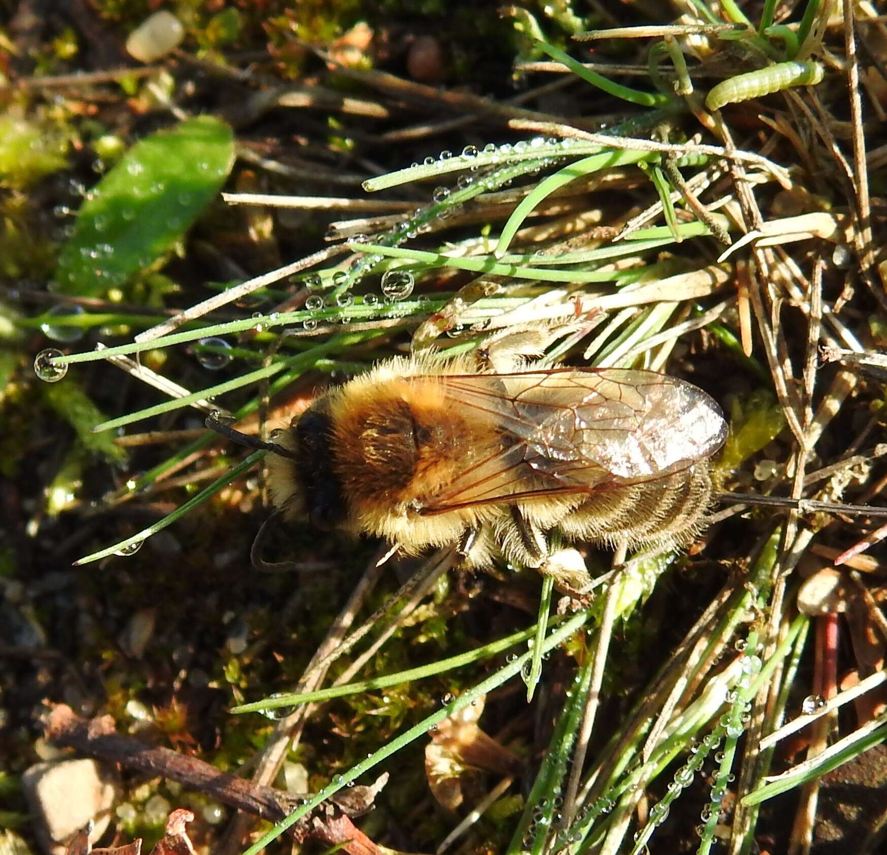 Colletes cunicularius (Linnaeus 1761) resmi