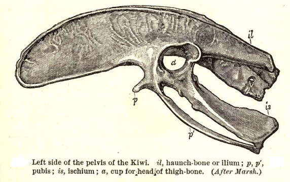 Image of kiwis