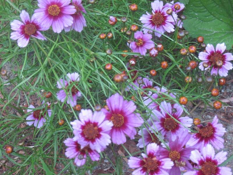 Image of pink tickseed