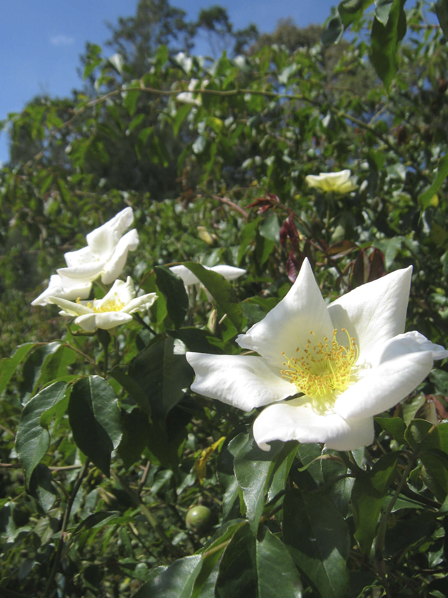 Слика од Rosa odorata var. gigantea (Collett ex Crép.) Rehd. & E. H. Wilson