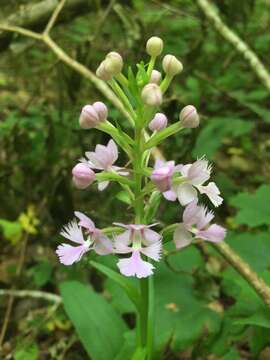 Image de Platanthera grandiflora (Bigelow) Lindl.