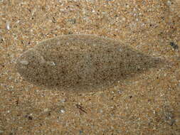 Dil balıği resmi