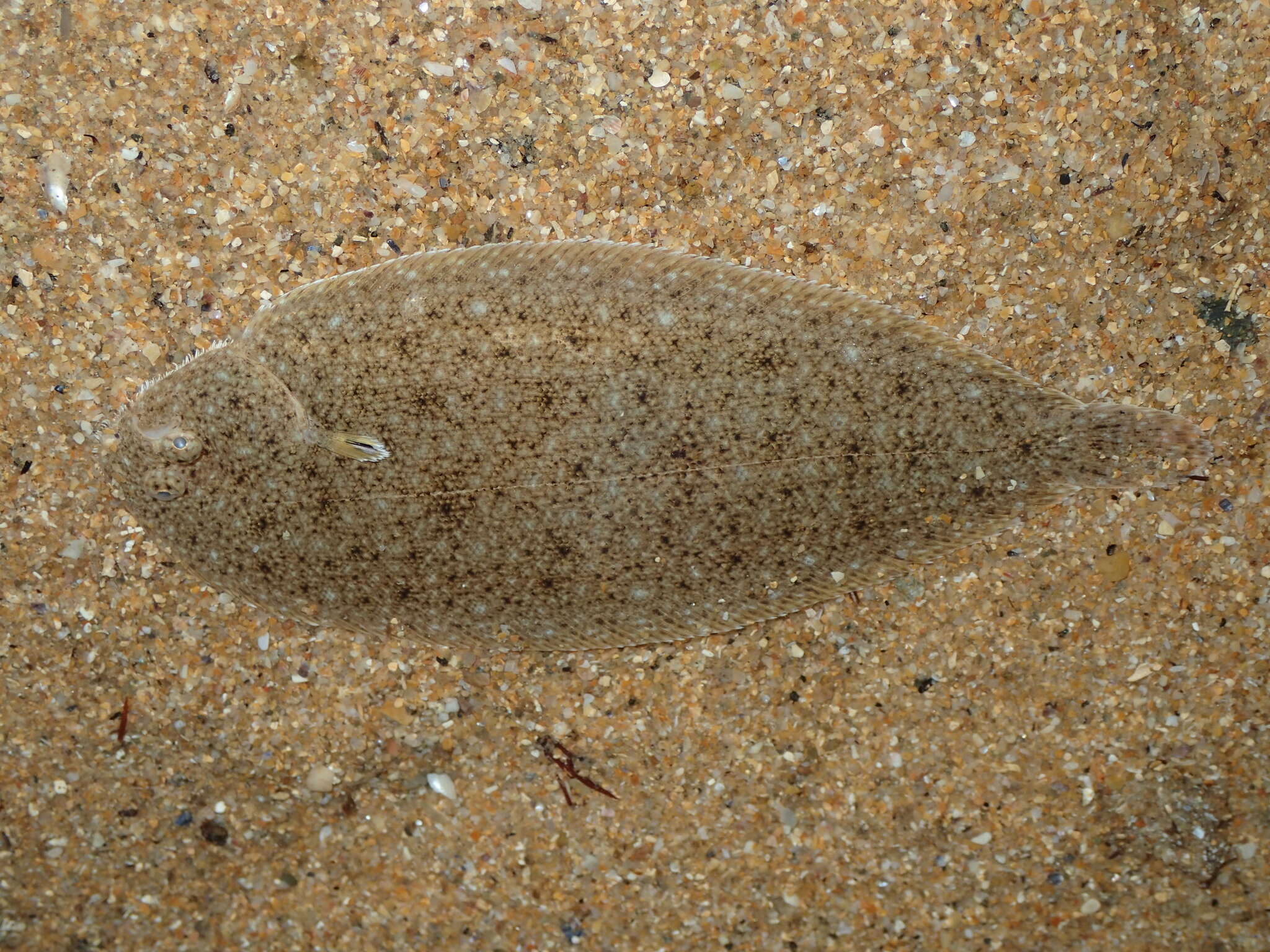 Dil balıği resmi