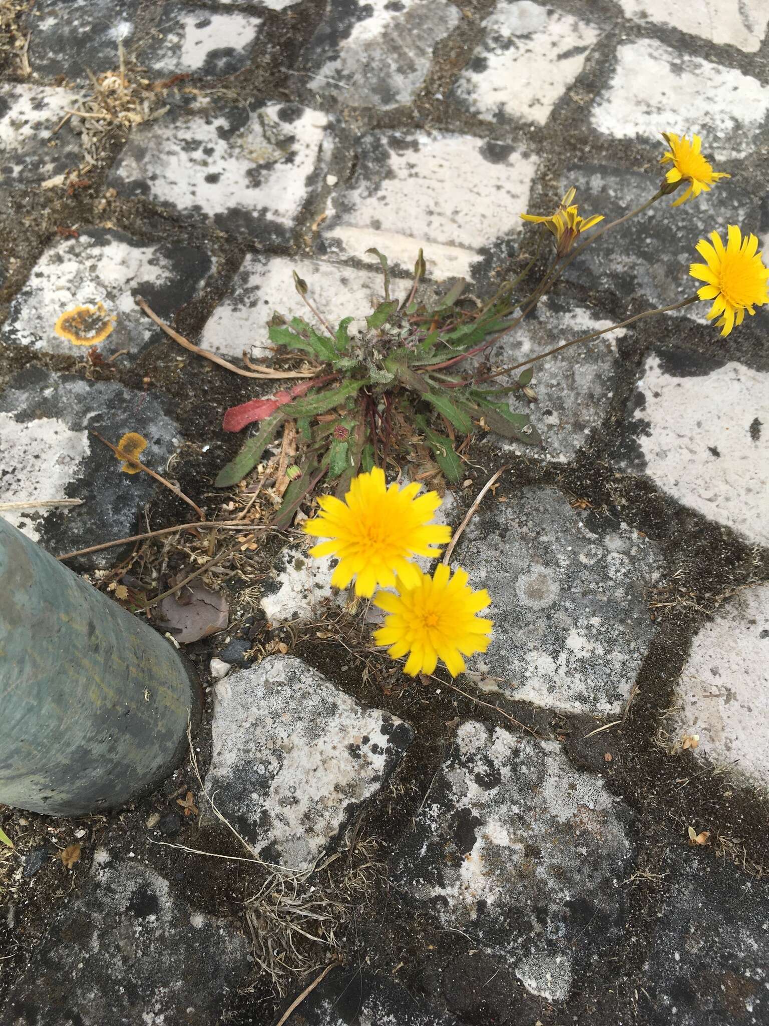 Image of lesser hawkbit