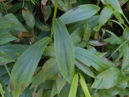 صورة Digitalis lutea subsp. lutea