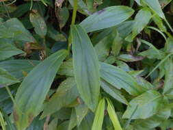 Image de Digitalis lutea subsp. lutea