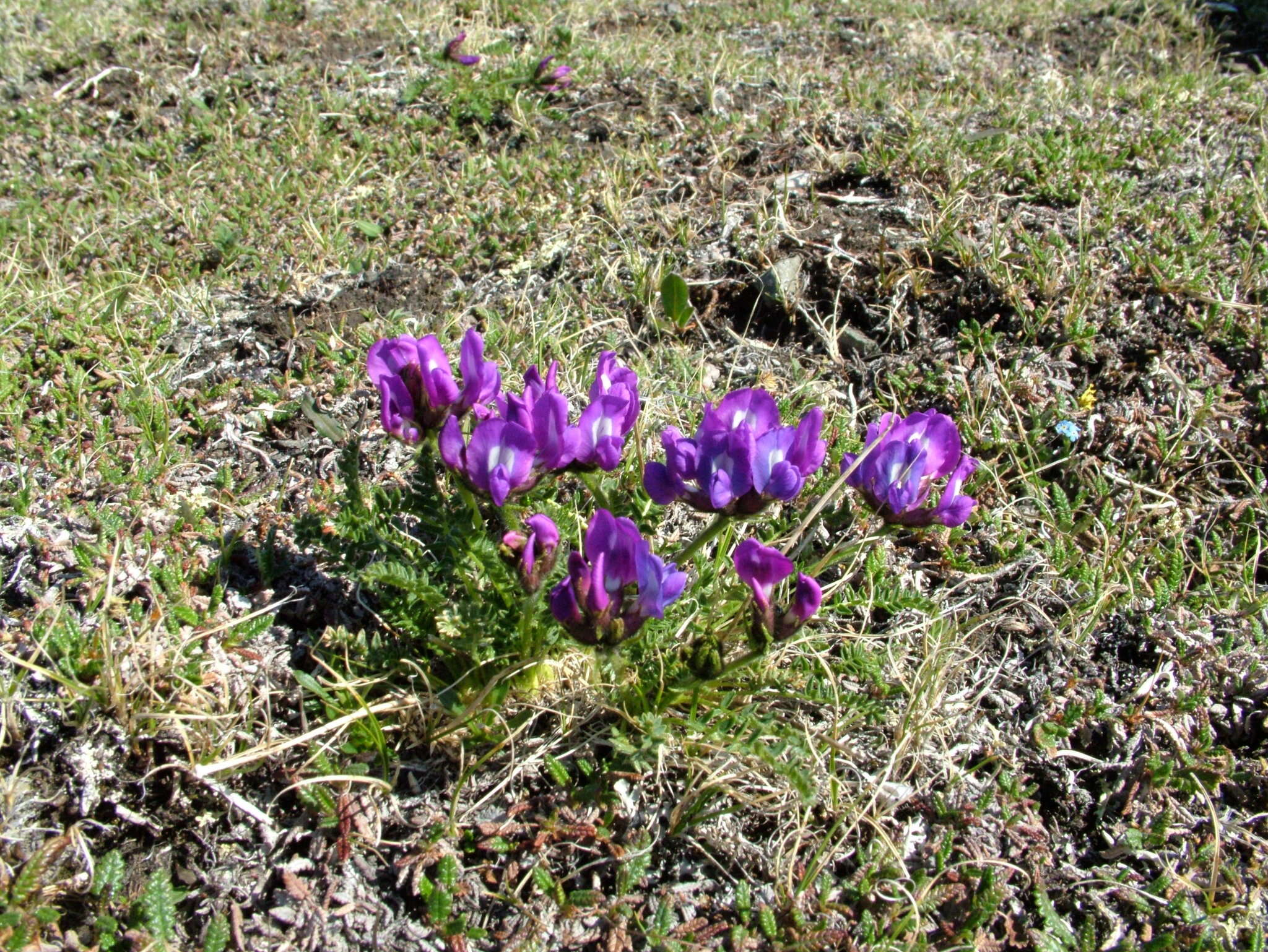 Image de Oxytropis middendorffii Trautv.